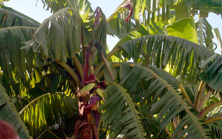 Platanal en producción en la finca La Fortaleza.