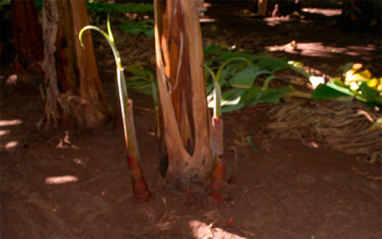 Fomento de las plantaciones de plátano en la finca La Fortaleza.