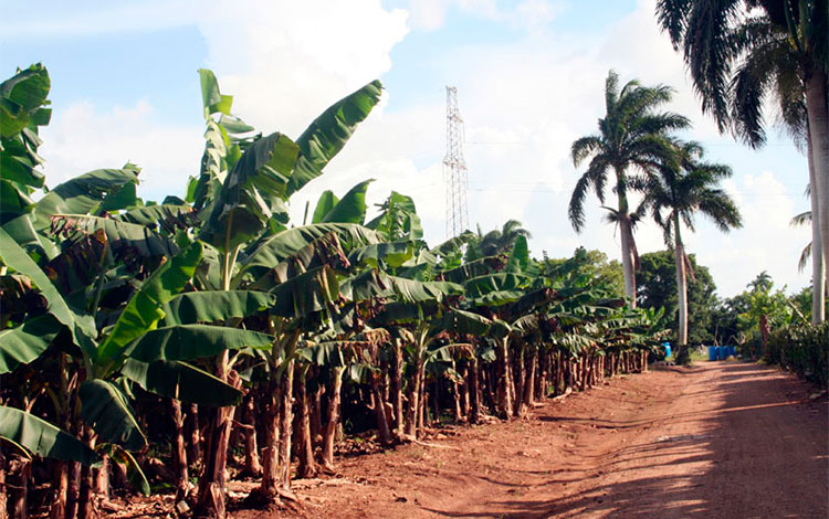 Platanal con nuevo años de desarrollo en la finca La Fortaleza, de Santo Domingo, Villa Clara.