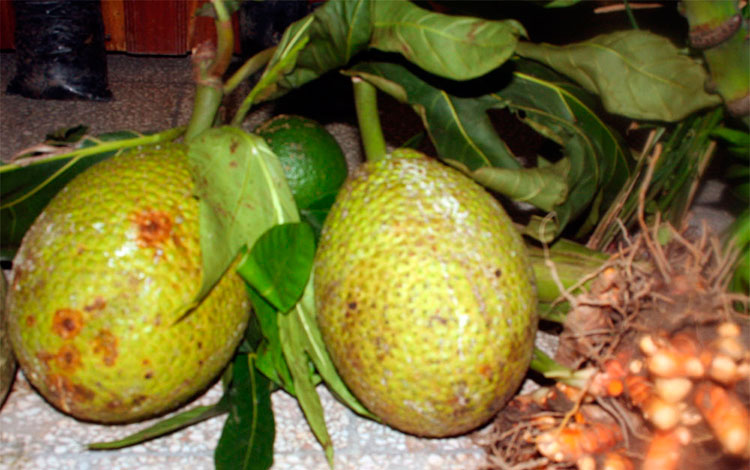 Fruto del árbol del pan.