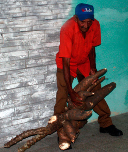 Productor agroecológico Juan de Mata Ribalta Morales muestra cangre de yuca cosechado en su finca.