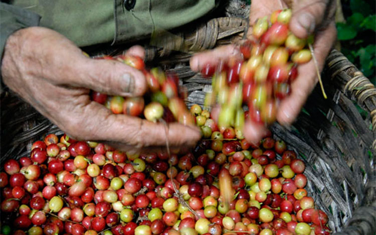 Cosechero recoge café en Villa Clara.