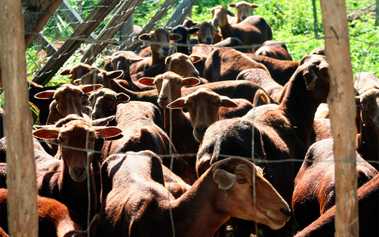 Crianza de especies de ganado ovino-caprino.