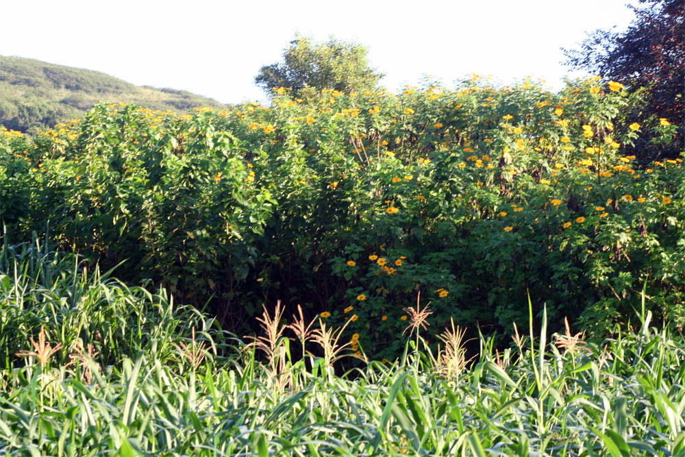 Jardí­n de plantas proteicas para la alimentación animal.