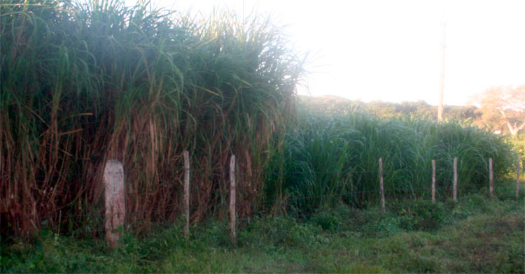 King grass para la alimentación del ganado en la finca El Porvenir.