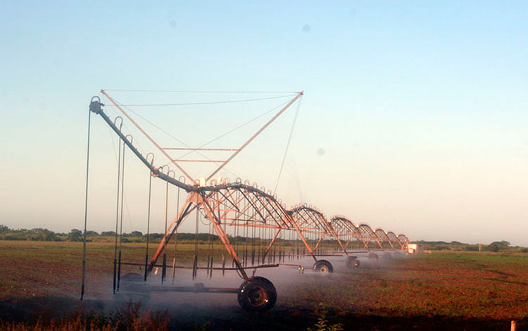 Regadío en el polo productivo de Santo Domingo.