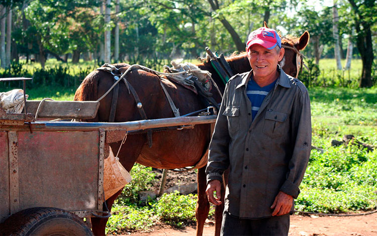 Alexis Ramos Falcón, campesino de la CCS Alberto Pis, de Caibarién. Alexis Ramos Falcón, campesino de la CCS Alberto Pis, de Caibarién.