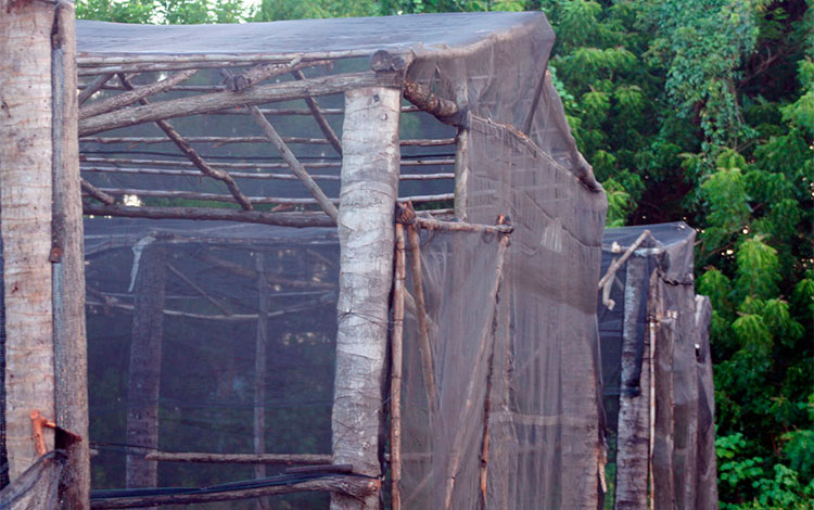 Casas rústicas y semiprotegidas para cultivos. Casas rústicas y semiprotegidas para cultivos.