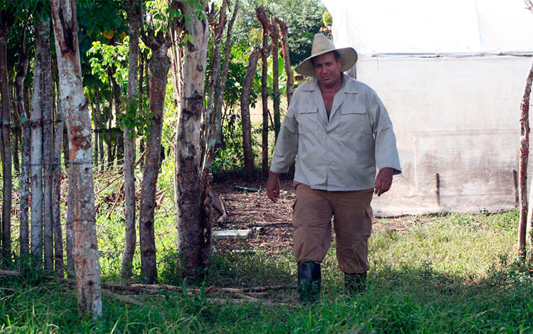 Delvis Pérez Rodríguez, campesino incorporado al movimiento político productivo de los 90.
