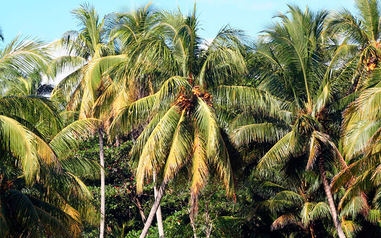 Plantación de coco en Caibarién. Plantación de coco en Caibarién.
