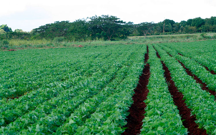 Plantación de granos en la Agropecuaria de Remedios. Plantación de granos en la Agropecuaria de Remedios.
