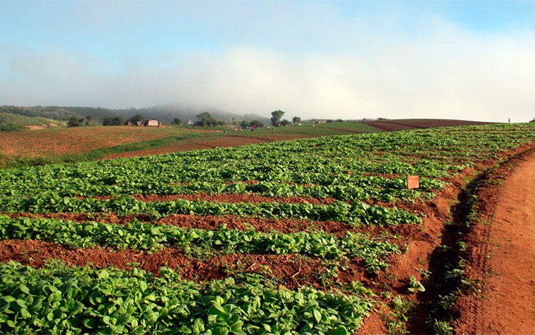 Semillero de tabaco a cielo abierto.