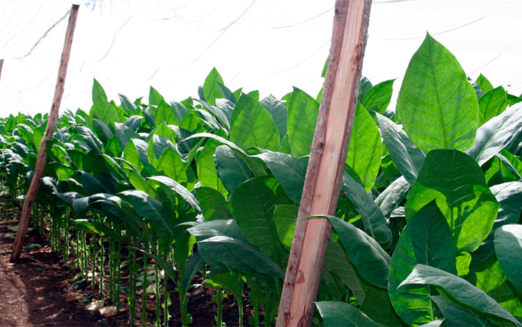 Cultivo de tabaco tapado.