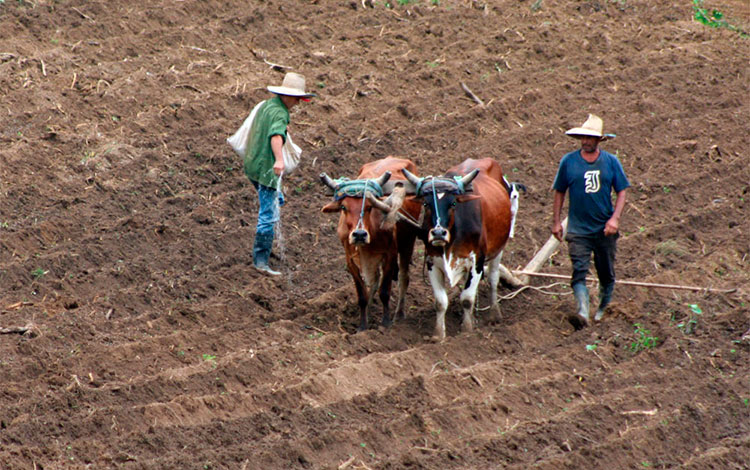 Empleo de tracción animal en la preparación de tierras para la siembra de tabaco.