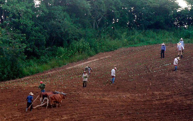 Siembra de tabaco en Villa Clara.