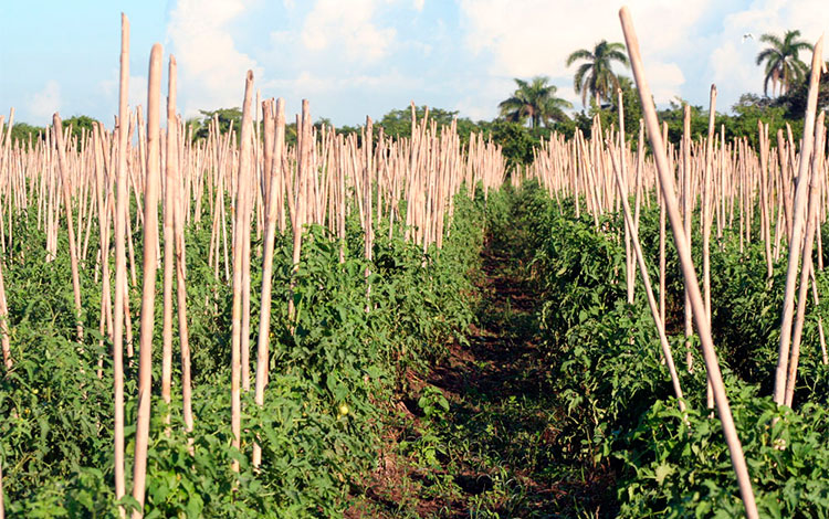 Cultivo de tomate.