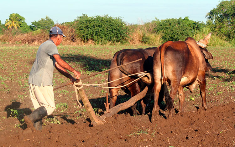 Uso de la tracción animal en labores agrícolas.