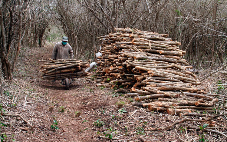 De las zonas de corte de madera hasta la hechura del horno se ejecutan más de 20 actividades diferentes. (Foto: Luis Machado Ordetx)