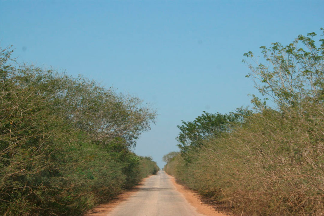 Área cubierta de marabú en Villa Clara..