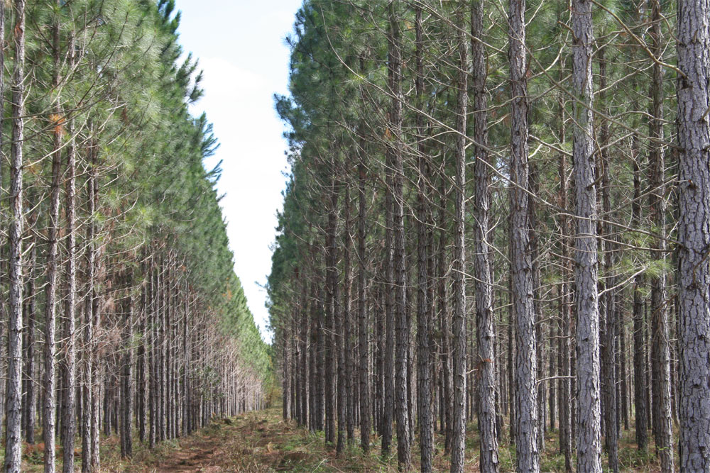 Bosque de pinos en Villa Clara.