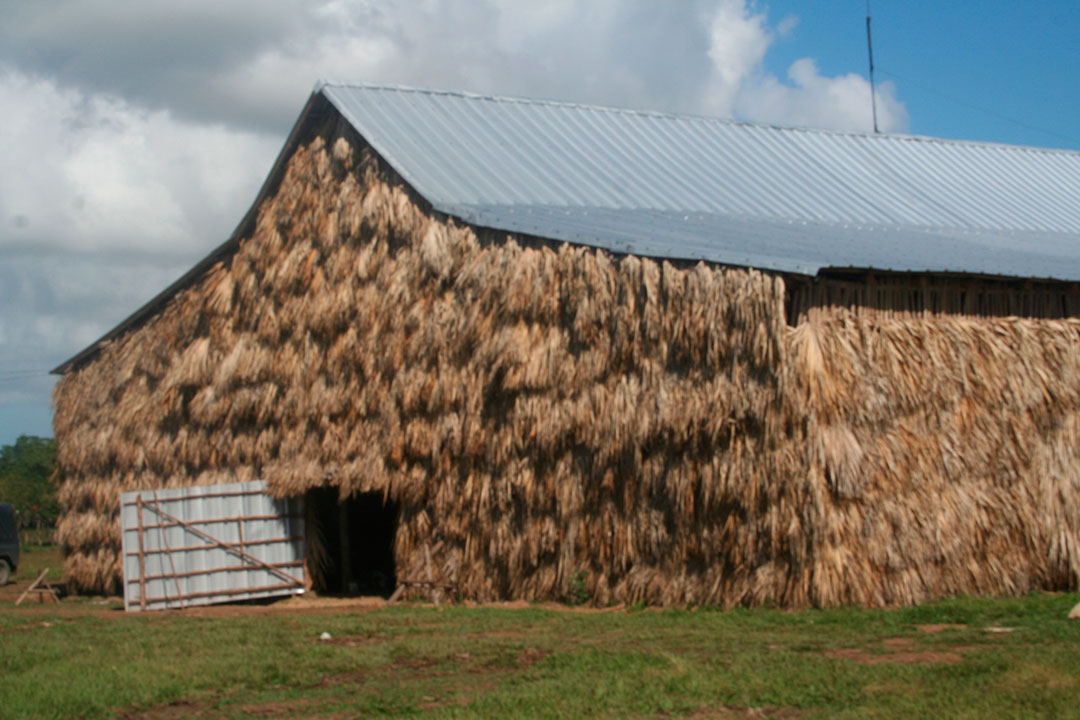 Casa beneficio de tabaco en Placetas.