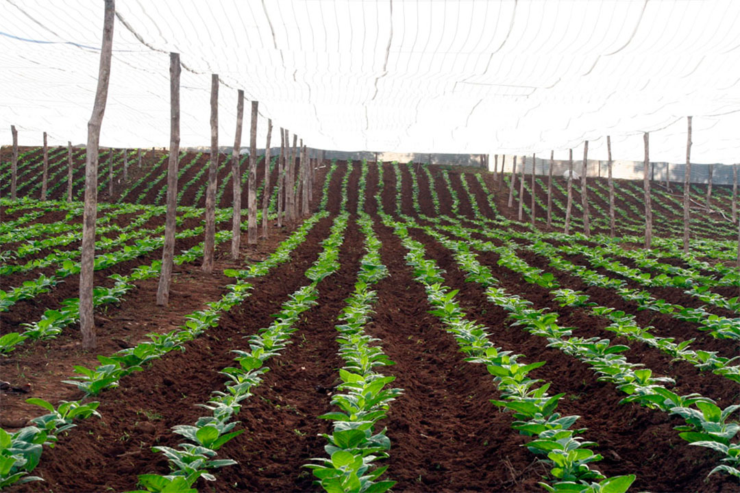 Campo sembrado de tabaco.