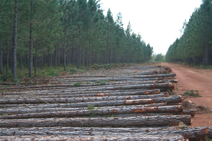 La extracción de madera no afectada, principalmente de pino y otras especies forestales, continúa de manera acelerada. (Foto: Luis Machado Ordetx)