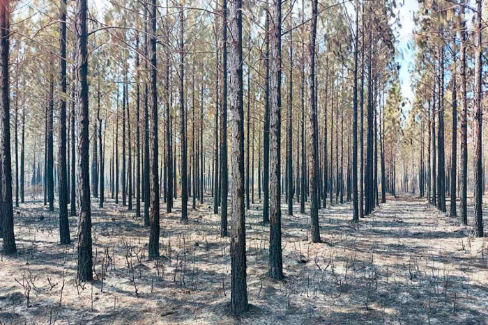 Las pérdidas económicas son cuantiosas, pero los forestales aceleran los ritmos de acopios de madera rolliza y en bolos. (Foto: Noel Vidal Barrios)