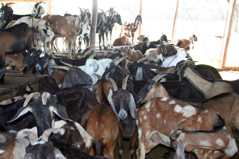 Fomento de la Masa ovino