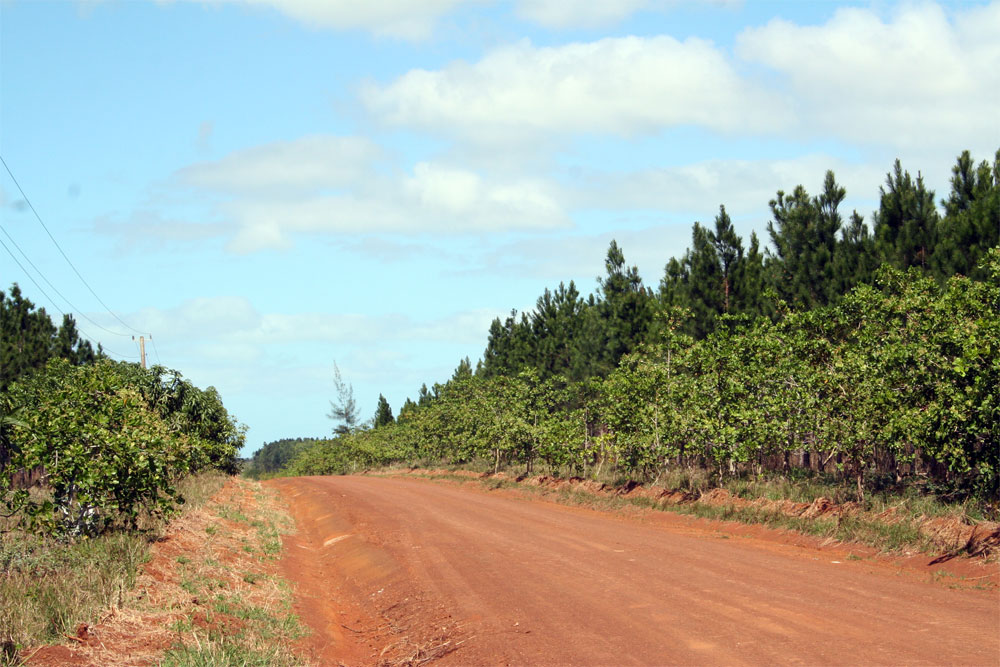 Reforestación de los campos en Villa Clara