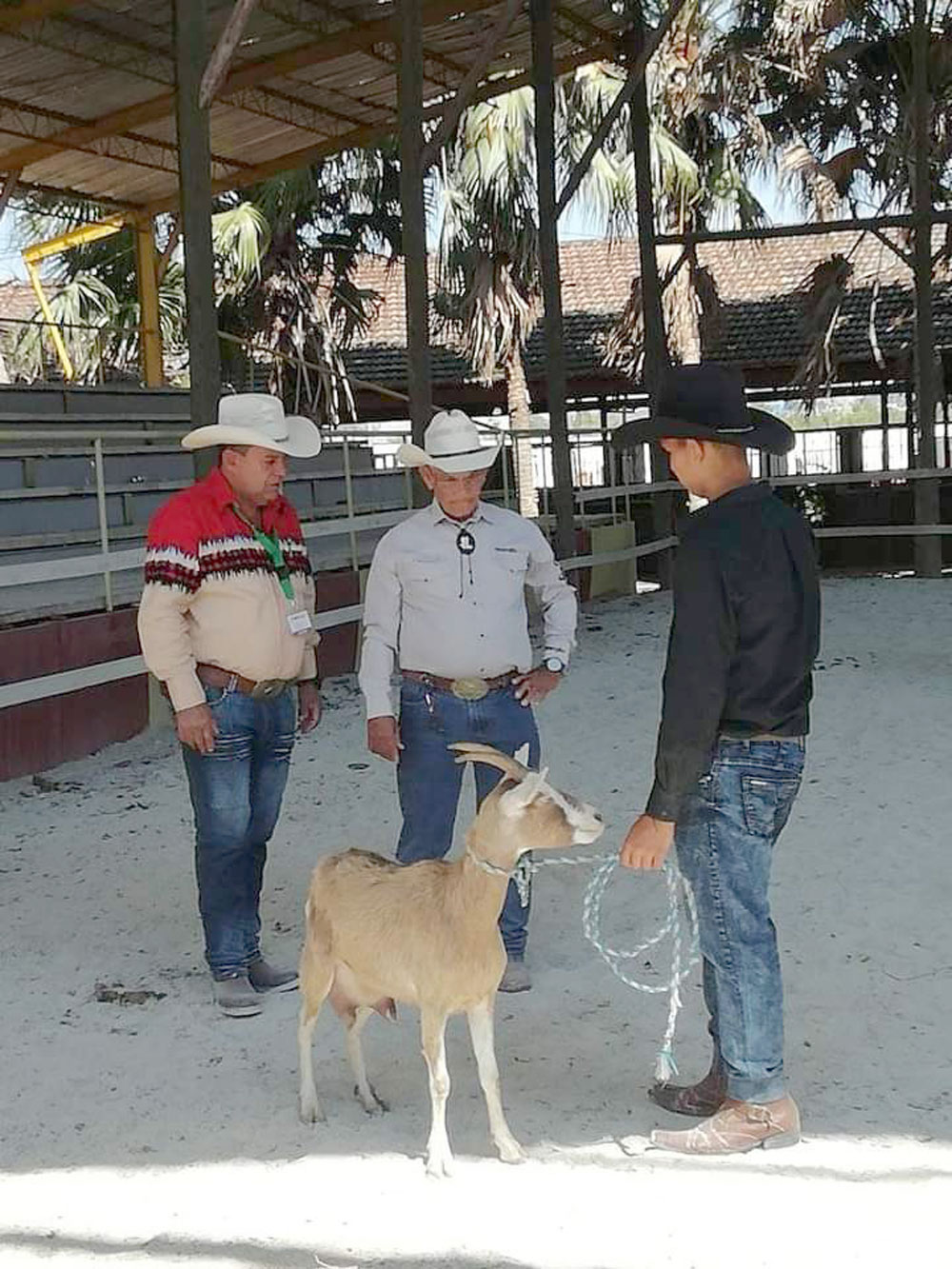 Evaluación de caprinos en áreas del recinto ferial