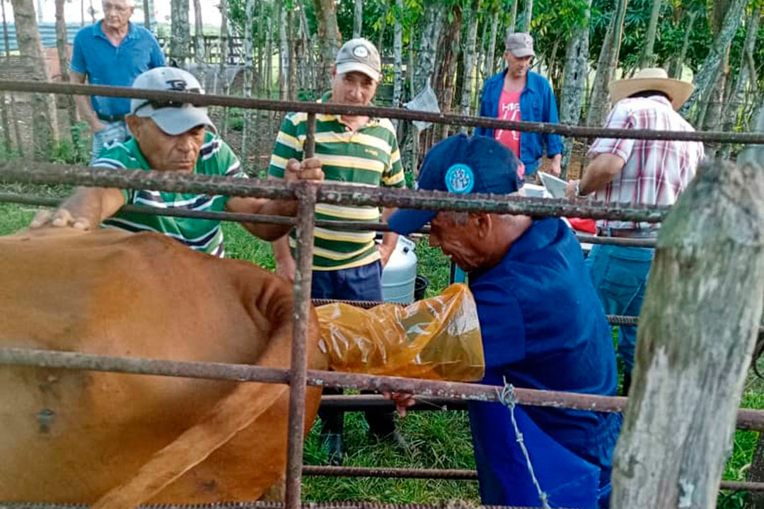 Inseminación artificial de ganado vacuno.