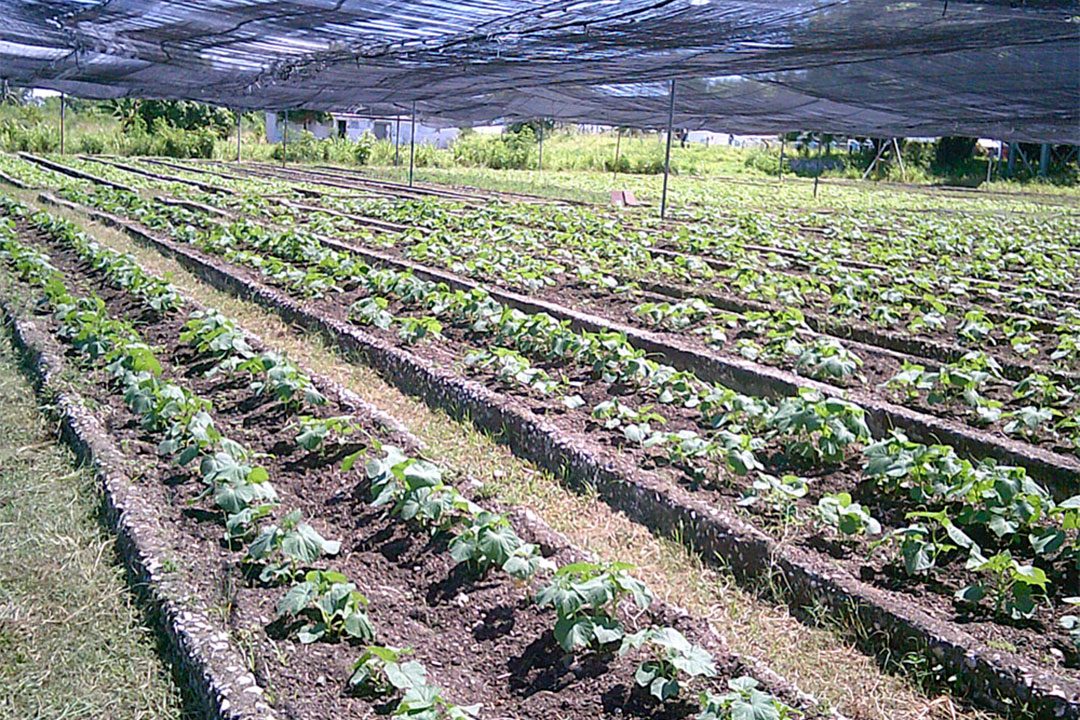 Siembra en agricultura urbana.