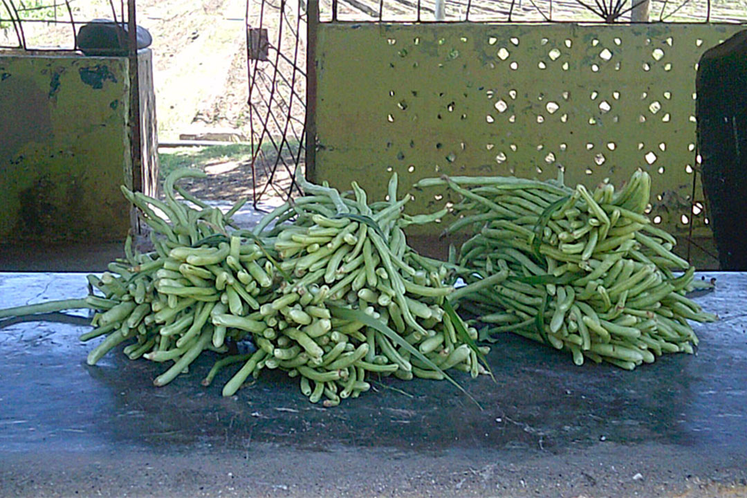 Habichuelas.