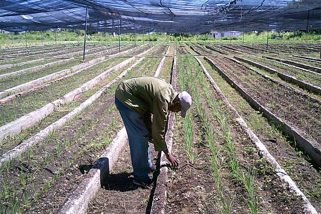 Organopónico La Riviera, de Santa Clara, Cuba.