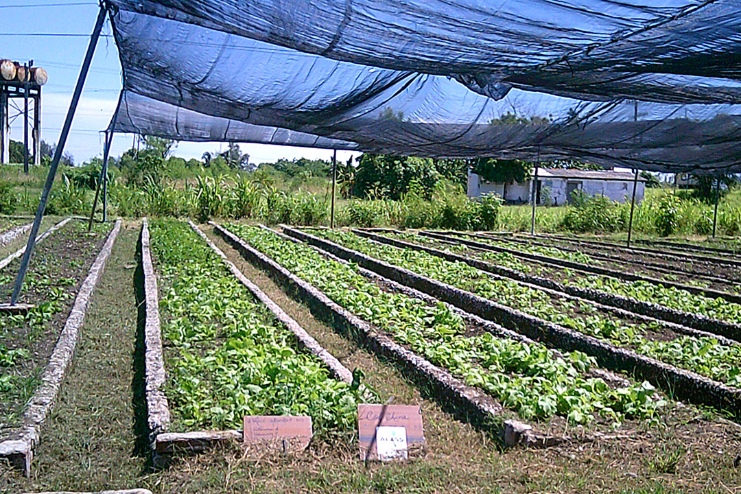 Organopónico en Santa Clara, Cuba.