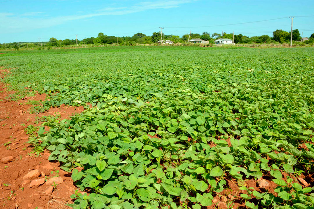 Campo de boniato.