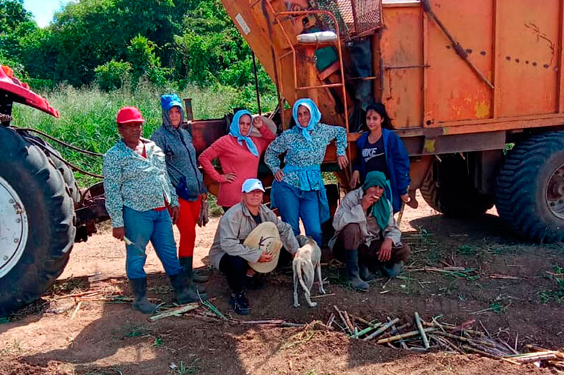 Mujeres en jornada de siembra de caña en Villa Clara.