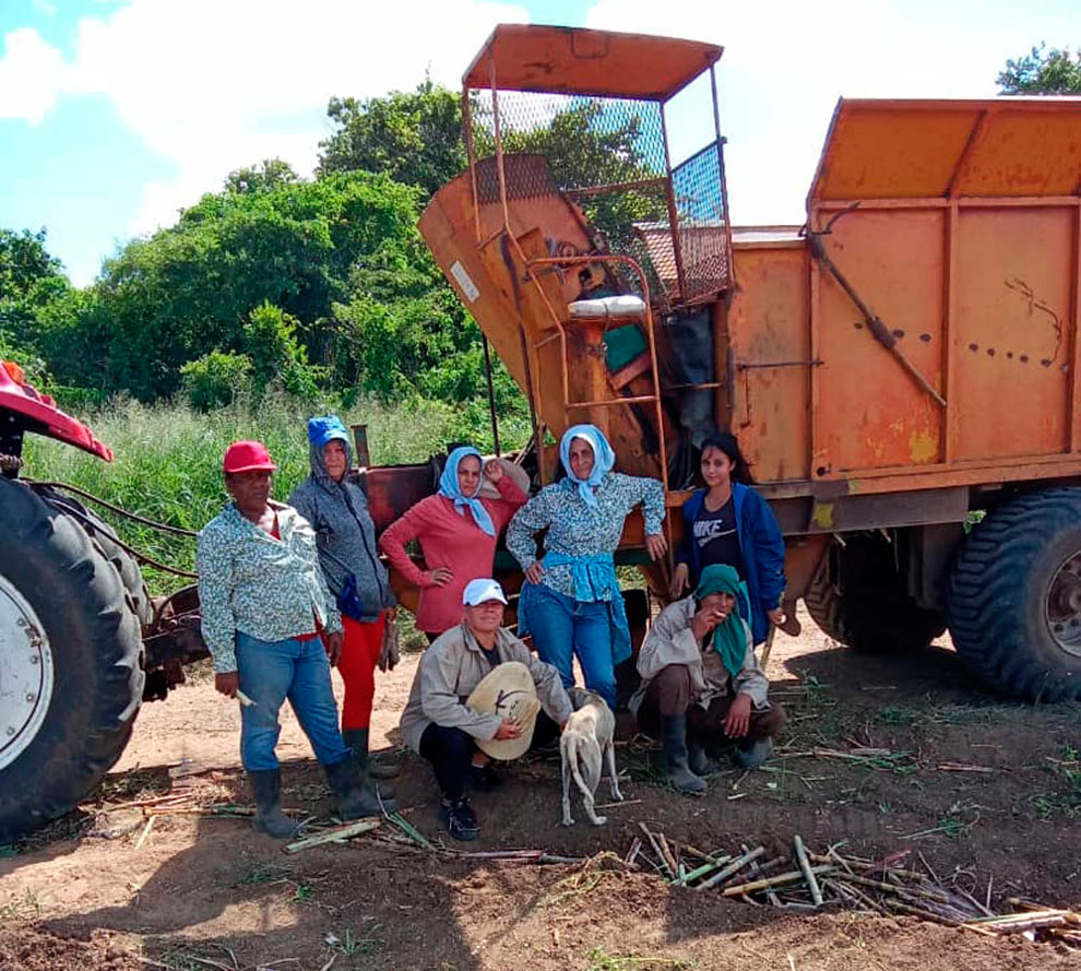 Mujeres en jornada de siembra de caña en Villa Clara.