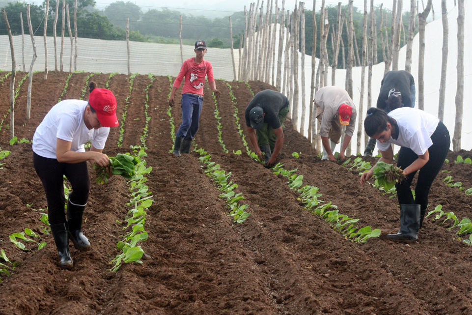 Jóvenes sembrando tabaco