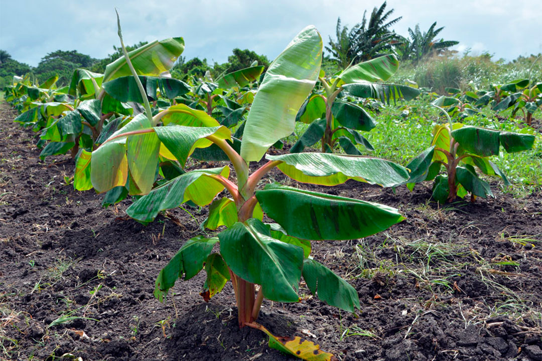 Plantación de plátano con cultivo intercalado.