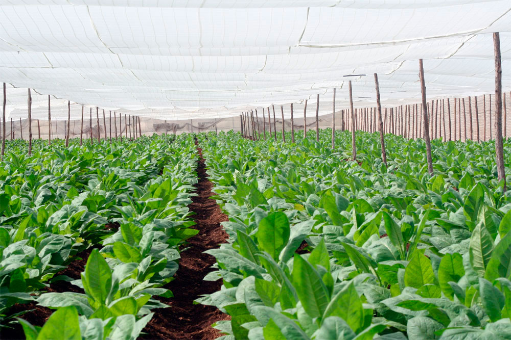 Disciplina tecnológica en el cultivo del tabaco.