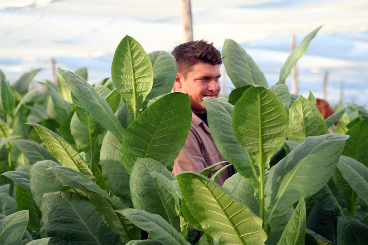 Marrero Turiño, el veguero de Falcón, durante el disfrute de la plantación de tabaco.