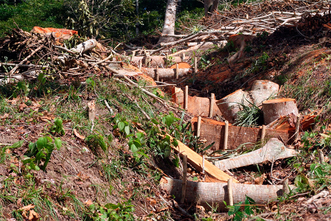 Labores de conservación y mejoramiento de los suelos.