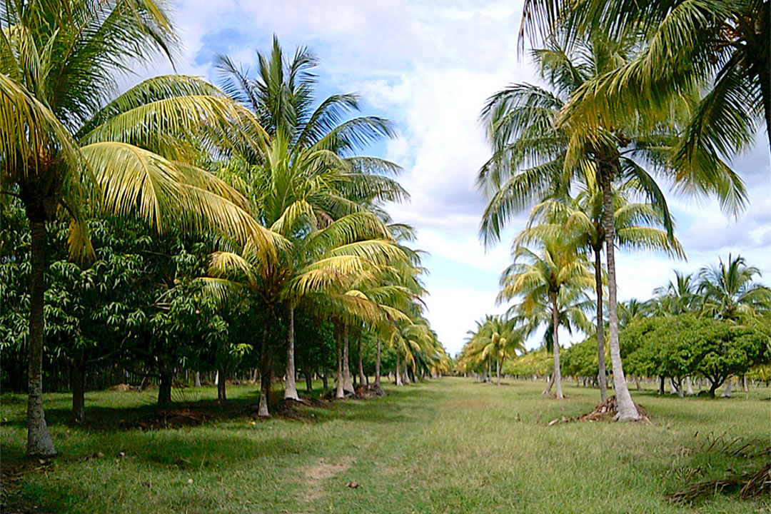 Plantación de coco.