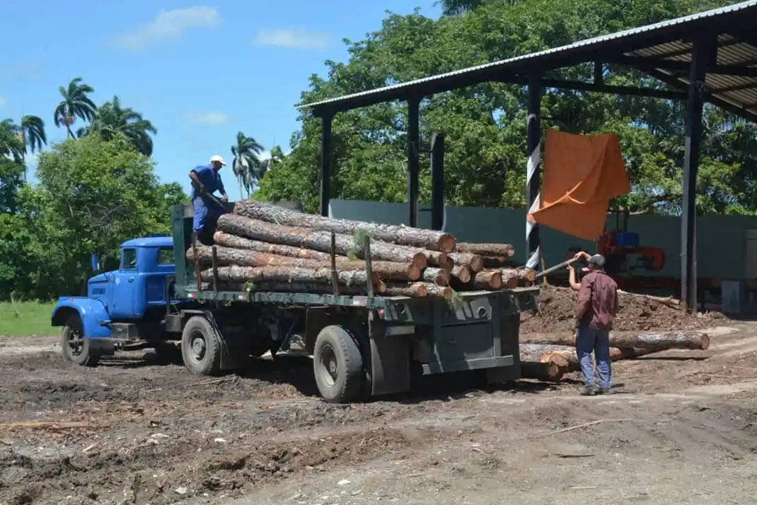 Camión cargado con productos forestales