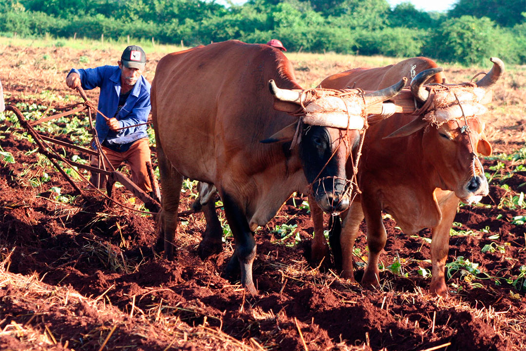 Empleo de la tracción animal en la preparación de la tierra.