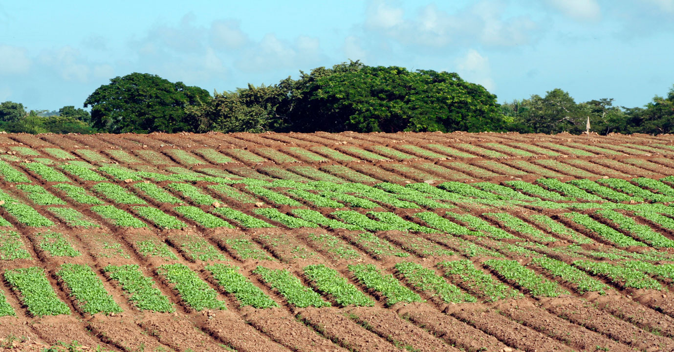 Semillero tradicional de tabaco.