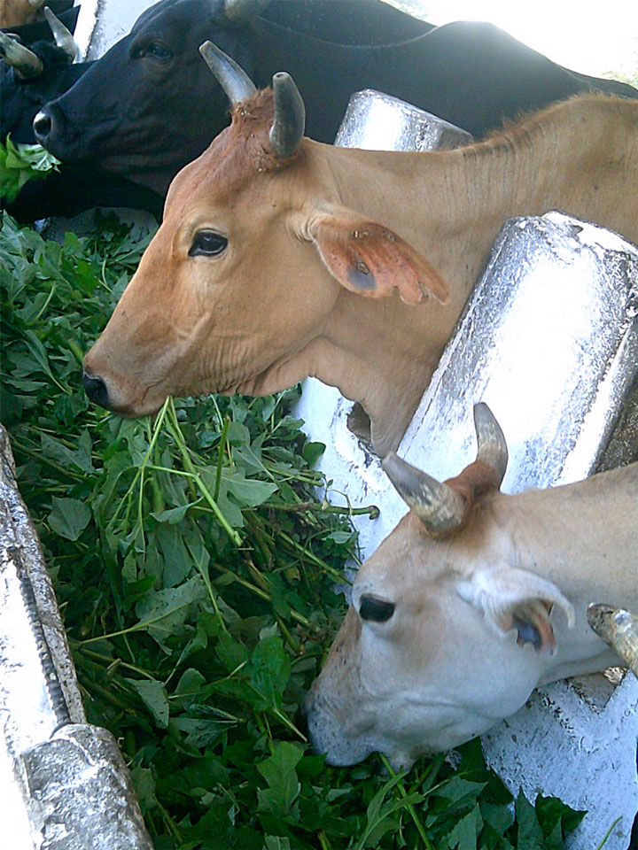 Ganado comiendo forraje.