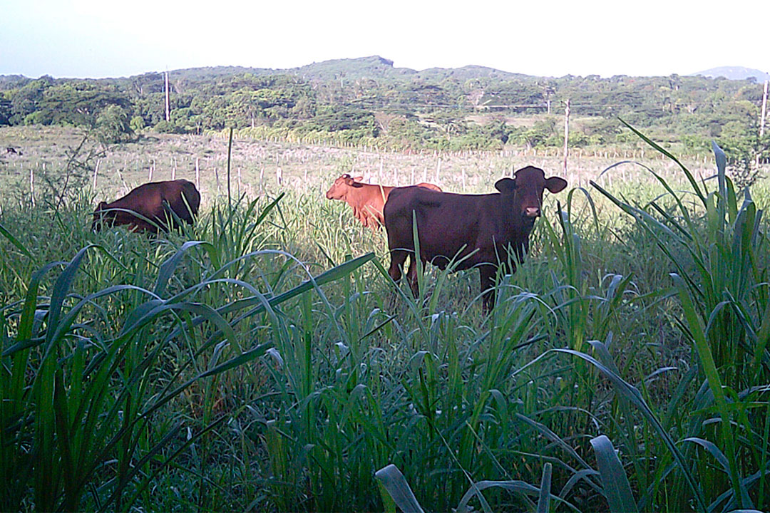 Ganado en campo de forraje.